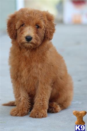 Goldendoodles puppy for sale