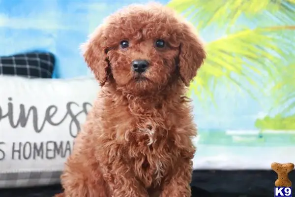 Goldendoodles puppy for sale