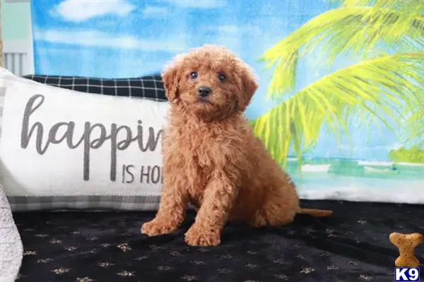 Goldendoodles puppy for sale