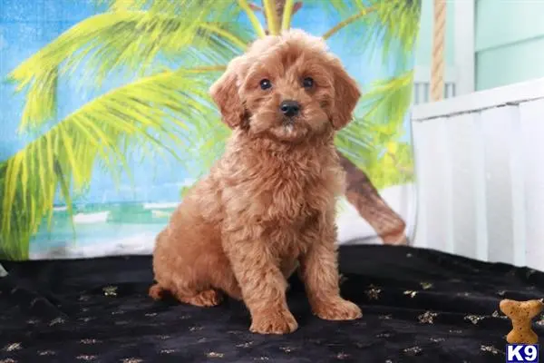 Goldendoodles puppy for sale