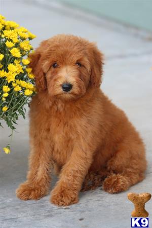 Goldendoodles puppy for sale