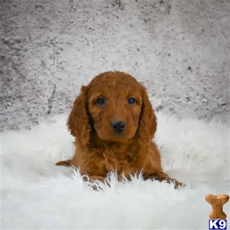 Goldendoodles puppy for sale