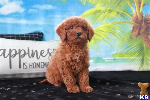 Goldendoodles puppy for sale