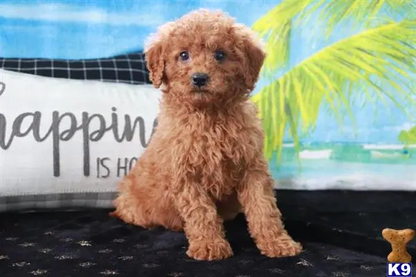 Goldendoodles puppy for sale