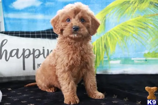 Goldendoodles puppy for sale
