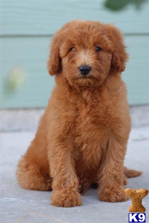 Goldendoodles puppy for sale