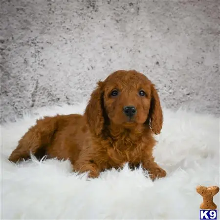 Goldendoodles puppy for sale