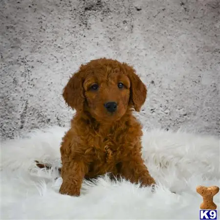 Goldendoodles puppy for sale