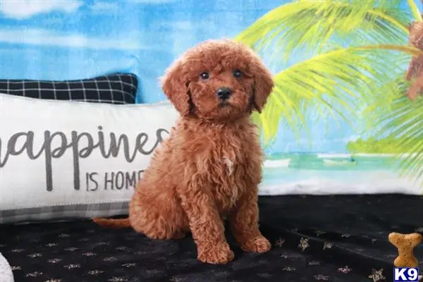 Goldendoodles puppy for sale