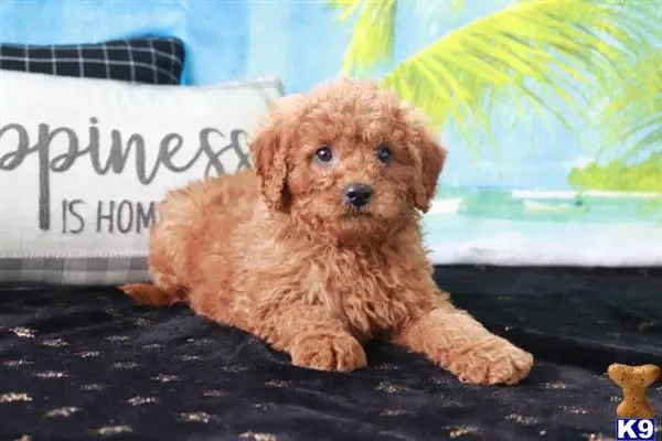 Goldendoodles puppy for sale