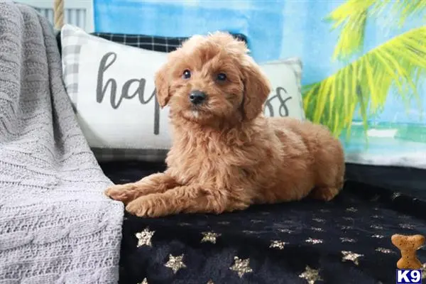 Goldendoodles puppy for sale