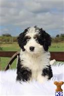 bernedoodle puppy posted by northland
