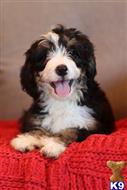 bernedoodle puppy posted by northland