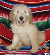 goldendoodles puppy posted by northland