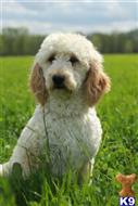goldendoodles puppy posted by northland
