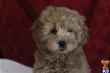 goldendoodles puppy posted by northland
