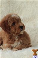 goldendoodles puppy posted by northland