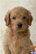 goldendoodles puppy posted by northland