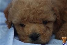 goldendoodles puppy posted by northland