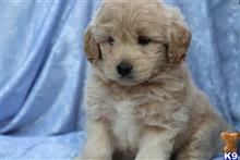 goldendoodles puppy posted by northland