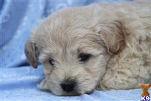 goldendoodles puppy posted by northland