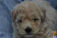 goldendoodles puppy posted by northland