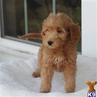 goldendoodles puppy posted by northland