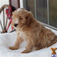 goldendoodles puppy posted by northland