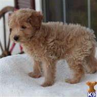 goldendoodles puppy posted by northland