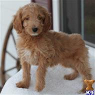 goldendoodles puppy posted by northland