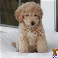 goldendoodles puppy posted by northland