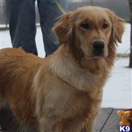 goldendoodles puppy posted by northland