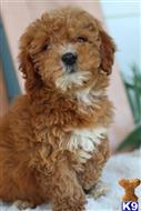 goldendoodles puppy posted by northland
