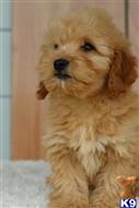 goldendoodles puppy posted by northland