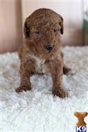 goldendoodles puppy posted by northland