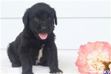 goldendoodles puppy posted by northland