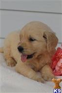 goldendoodles puppy posted by northland