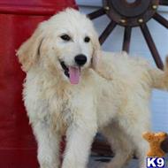 goldendoodles puppy posted by northland