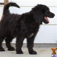 goldendoodles puppy posted by northland