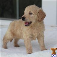goldendoodles puppy posted by northland