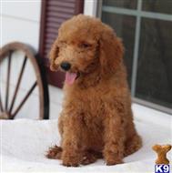 goldendoodles puppy posted by northland