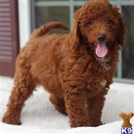 goldendoodles puppy posted by northland