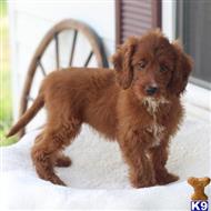 goldendoodles puppy posted by northland