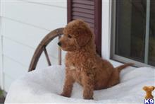 goldendoodles puppy posted by northland