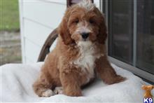 goldendoodles puppy posted by northland