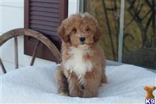 goldendoodles puppy posted by northland