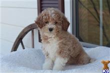 goldendoodles puppy posted by northland