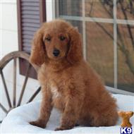 goldendoodles puppy posted by northland