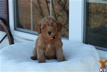 goldendoodles puppy posted by northland