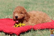 goldendoodles puppy posted by northland